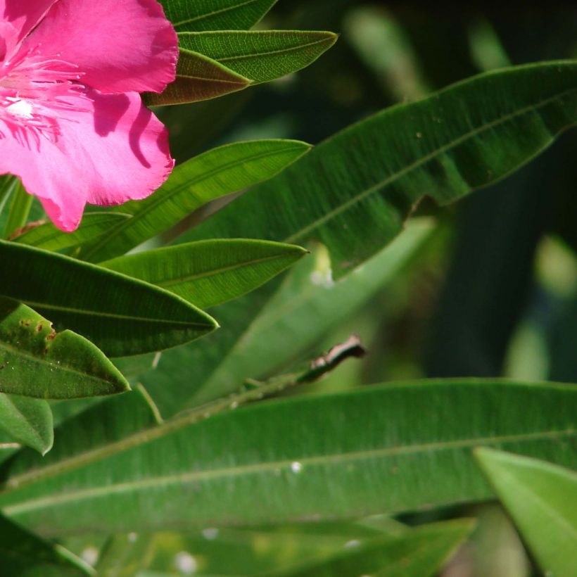 Laurier rose - Nerium oleander Rouge Simple (Foliage)