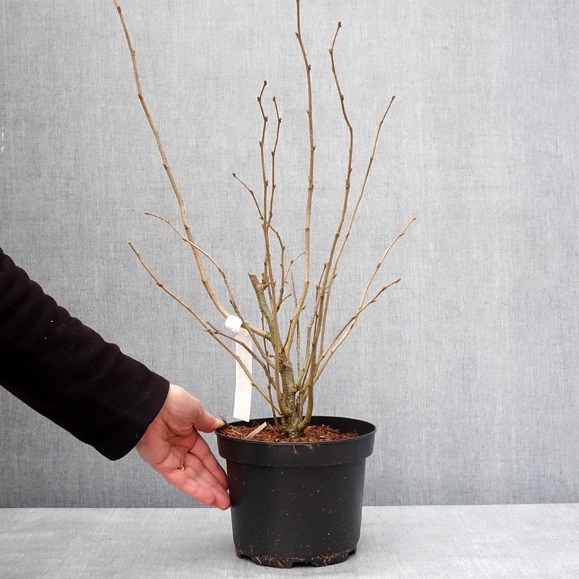 Example of Noisetier commun - Corylus avellana en racines nues Pot de 2L/3L as you get in hiver
