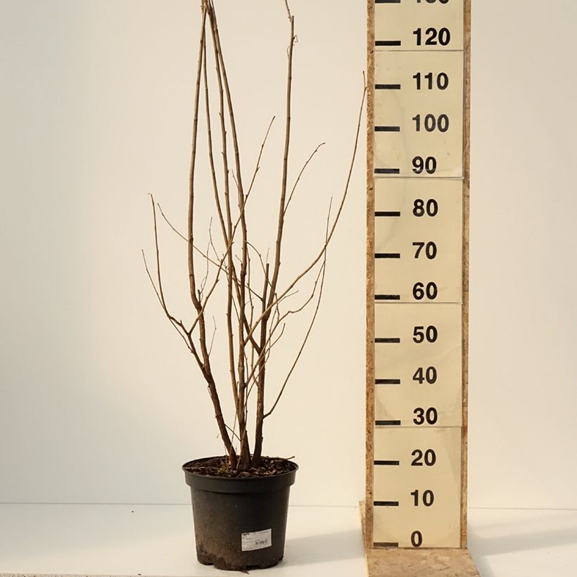 Example of Noisetier commun - Corylus avellana en racines nues Pot de 7,5L/10L as you get in hiver