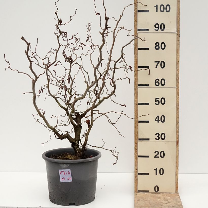 Example of Noisetier tortueux pourpre - Corylus avellana Red Majestic Pot de 12L/15L as you get in hiver
