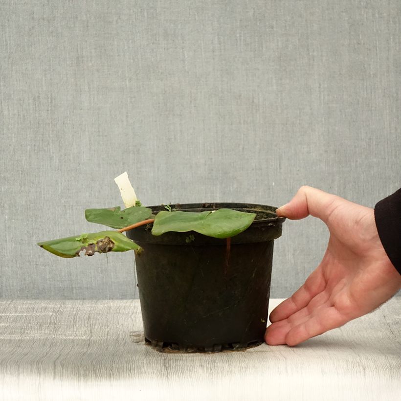 Example of Nymphaea Amabilis - Nénuphar rose rustique Pot de 1,5L/2L as you get in automne