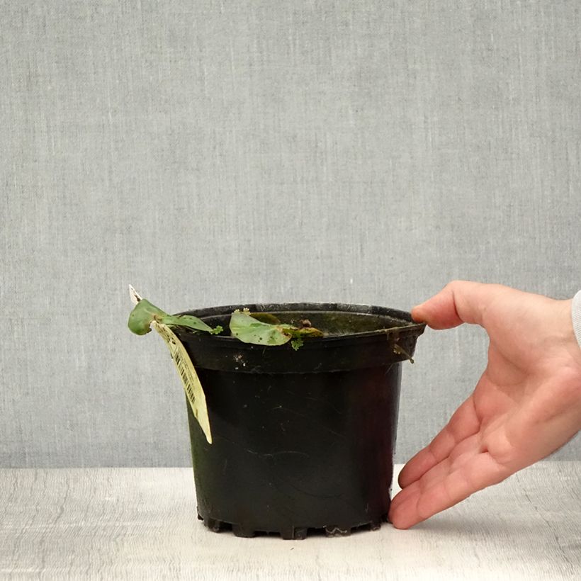 Example of Nymphaea candida - Nénuphar luisant Pot de 1,5L/2L as you get in ete