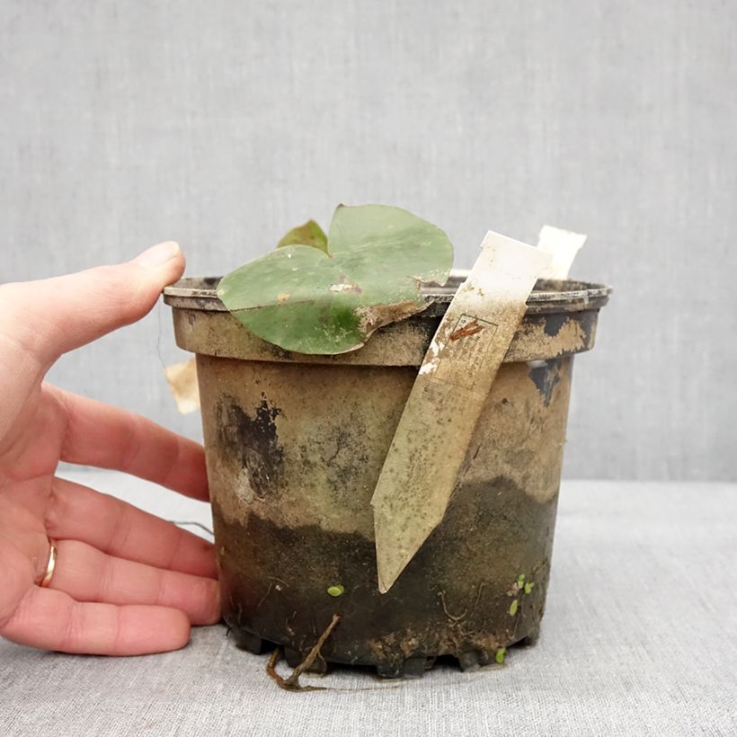 Example of Nymphaea Charlene Strawn - Nénuphar rustique parfumé Pot de 1,5L/2L as you get in hiver