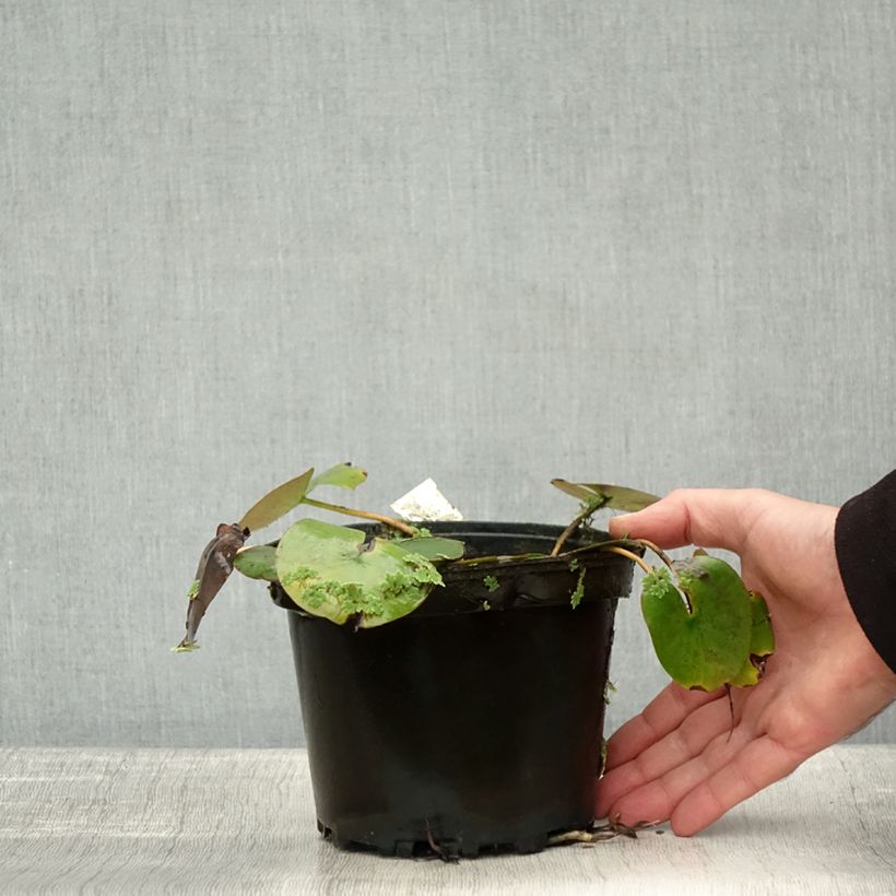 Example of Nymphaea Cynthia Ann - Nénuphar rustique cuivré Pot de 1,5L/2L as you get in automne