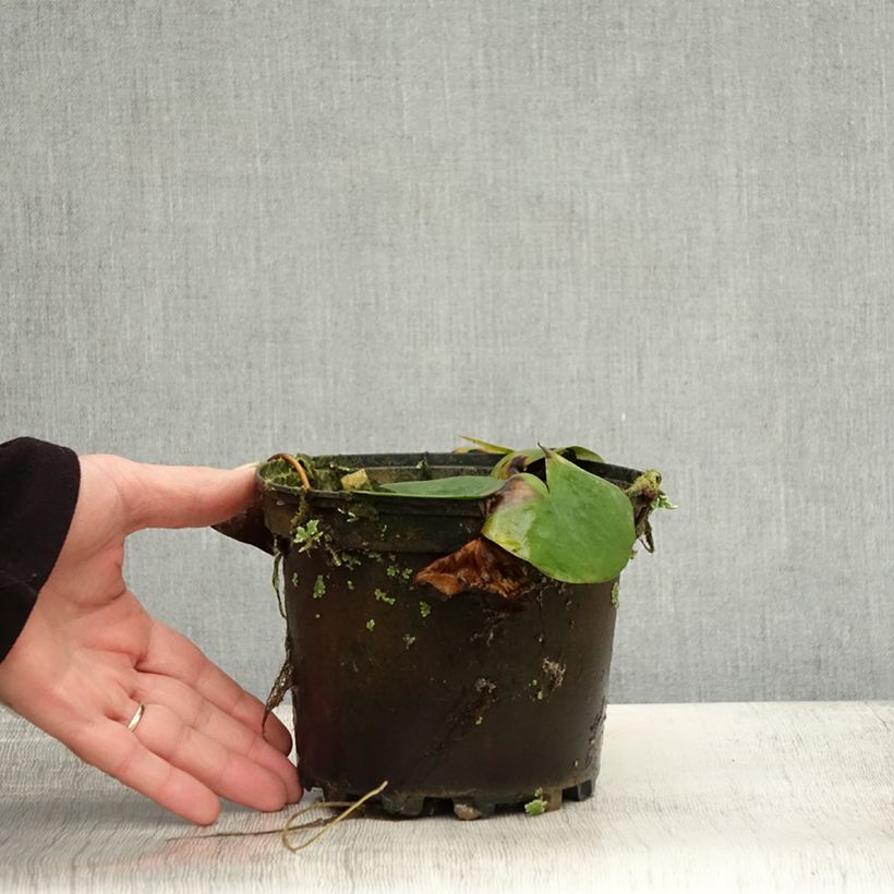 Example of Nymphaea Ellisiana - Nénuphar rustique rouge Pot de 1,5L/2L as you get in automne
