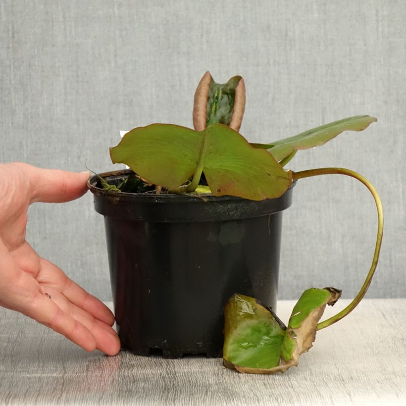 Example of Nymphaea Escarboucle - Nénuphar rustique rouge Pot de 1,5L/2L as you get in printemps