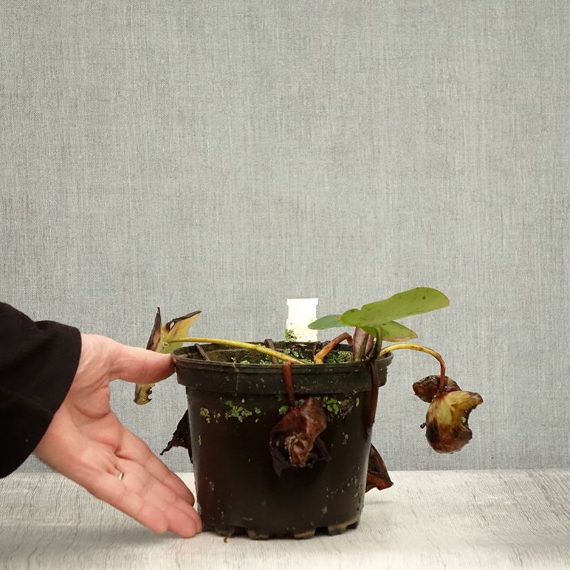 Example of Nymphaea Evelyn Stetson - Nénuphar rustique blanc Pot de 1,5L/2L as you get in automne