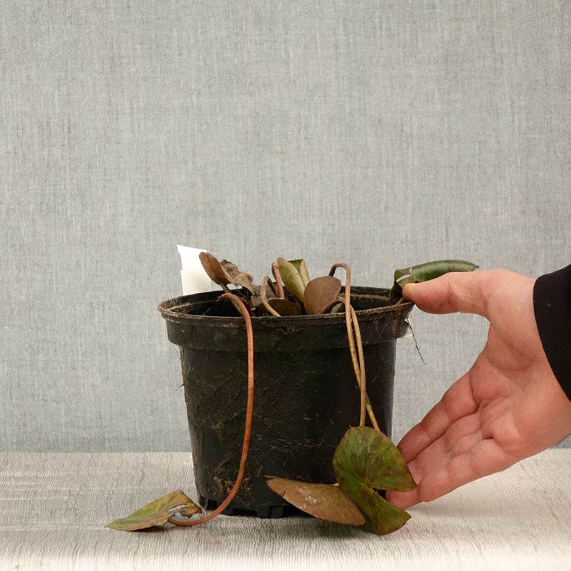 Example of Nymphaea Gypsy - Nénuphar nain rustique rouge Pot de 1,5L/2L as you get in printemps