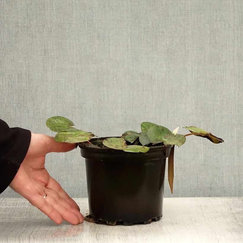 Example of Nymphaea Hal Miller - Nénuphar blanc rustique Pot de 1,5L/2L as you get in automne