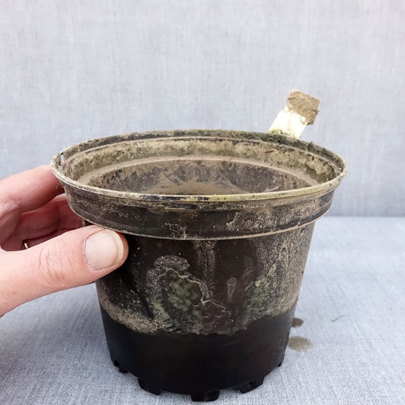 Example of Nymphaea Lactea - Nénuphar rustique blanc Pot de 1,5L/2L as you get in hiver