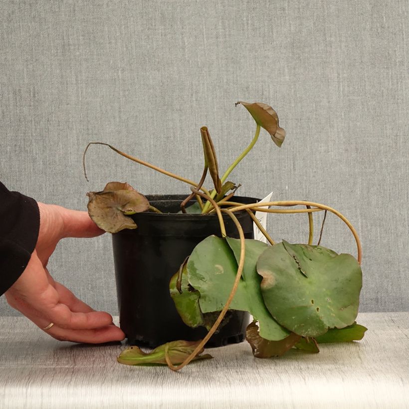 Example of Nymphaea Marliacea Ignea - Nénuphar rustique rouge carmin Pot de 1,5L/2L as you get in printemps