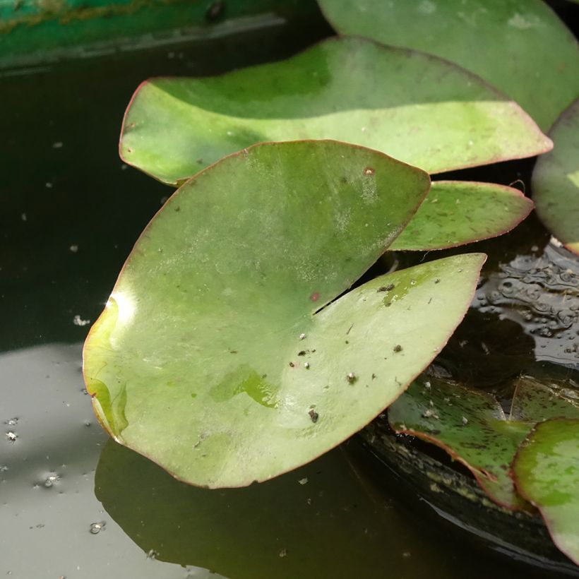 Nymphaea Moorei - Nénuphar rustique jaune pâle (Foliage)