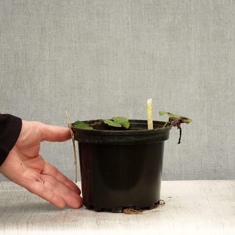 Example of Nymphaea Moorei - Nénuphar rustique jaune pâle Pot de 1,5L/2L as you get in automne