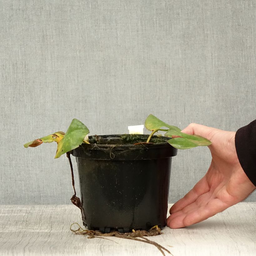 Example of Nymphaea Odorata Sulphurea Grandiflora - Nénuphar rustique jaune Pot de 1,5L/2L as you get in automne