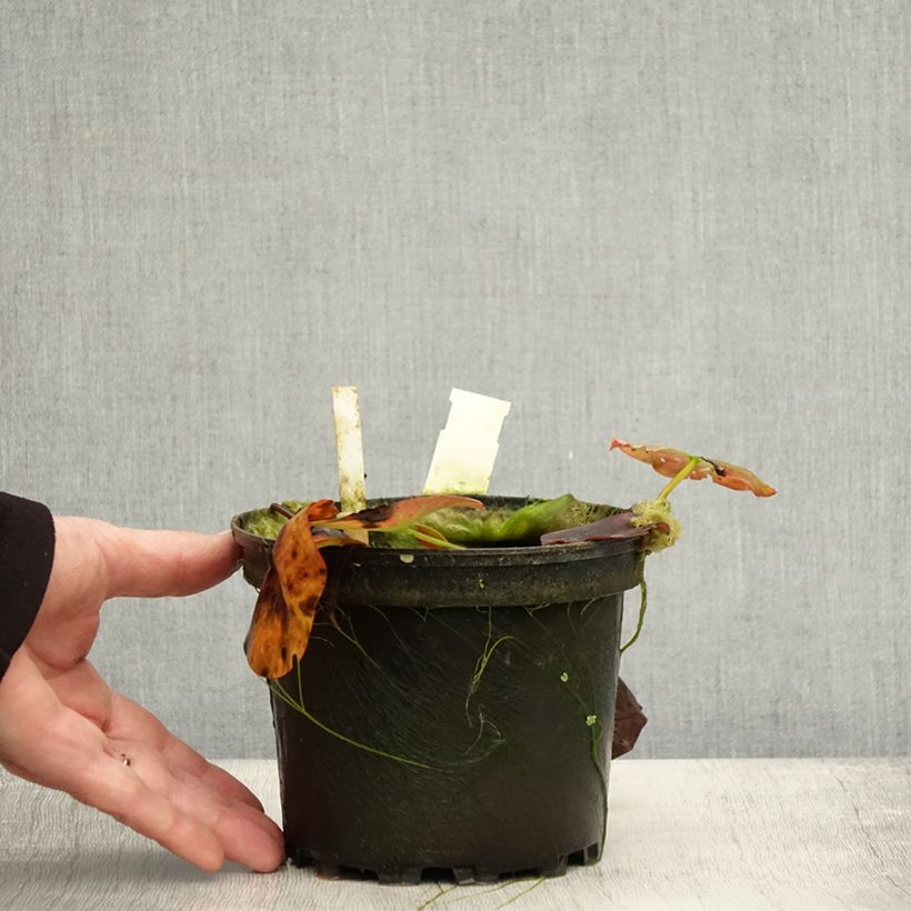 Example of Nymphaea Perry's Red Glow - Nénuphar rustique rouge Pot de 1,5L/2L as you get in automne