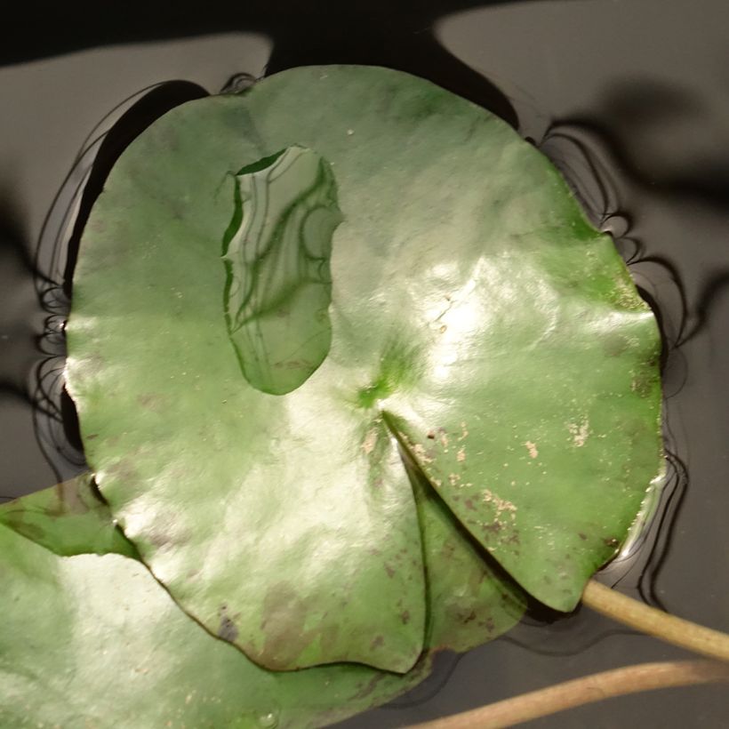Nymphaea Pygmaea Helvola - Nénuphar nain rustique (Foliage)