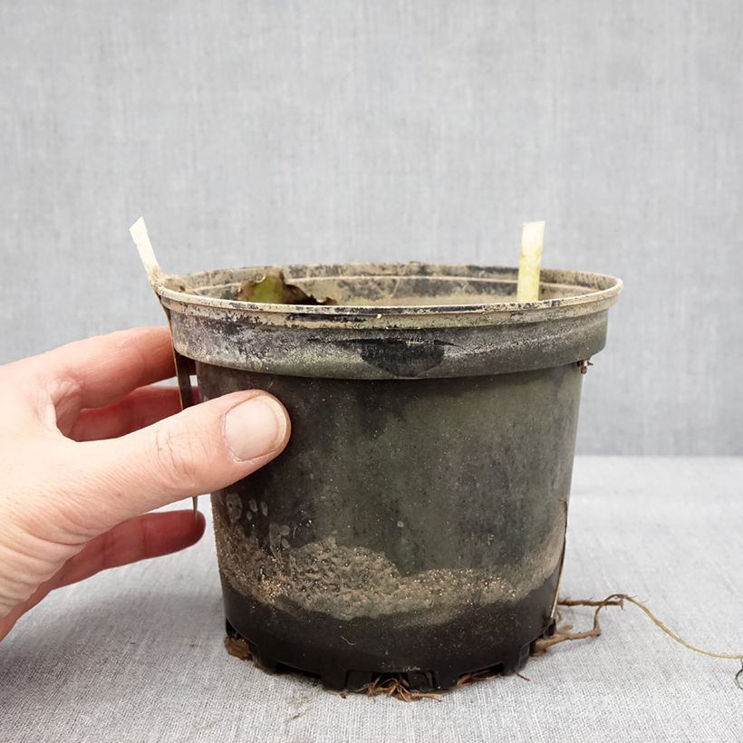 Example of Nymphaea Starbright - Nénuphar rustique Pot de 1,5L/2L as you get in hiver