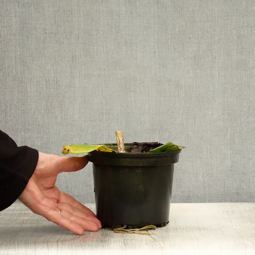 Example of Nymphaea White 1000 Petals - Nénuphar rustique blanc Pot de 1,5L/2L as you get in automne