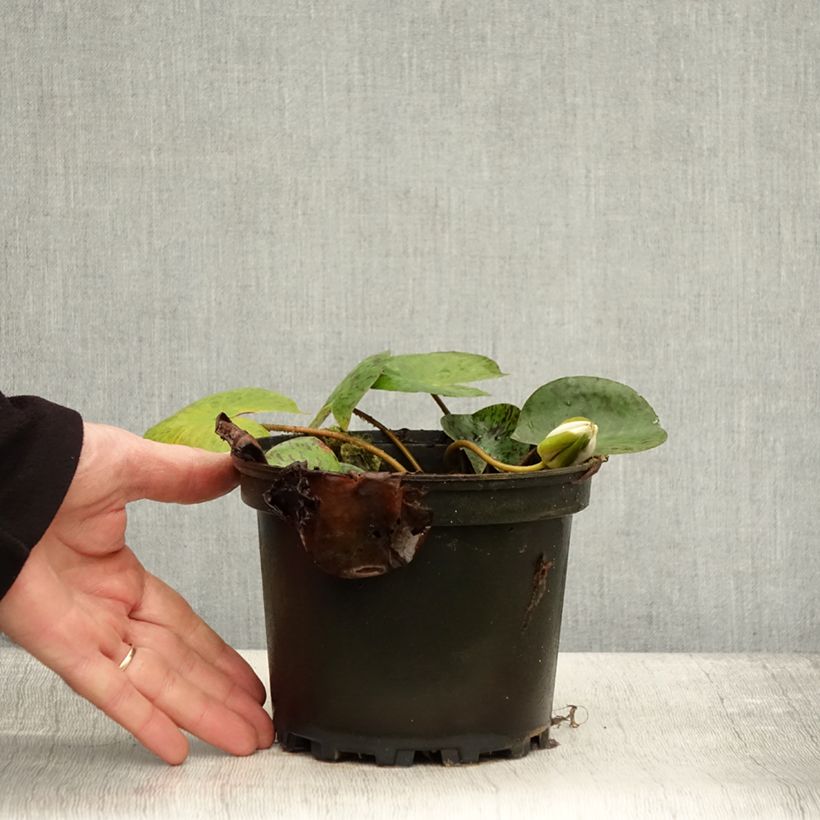 Example of Nymphaea Yellow Enigma - Nénuphar rustique jaune Pot de 1,5L/2L as you get in automne