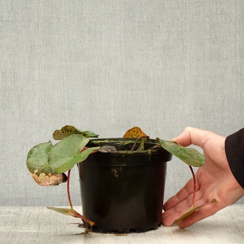 Example of Nymphaea Yellow Queen - Nénuphar rustique jaune Pot de 1,5L/2L as you get in automne
