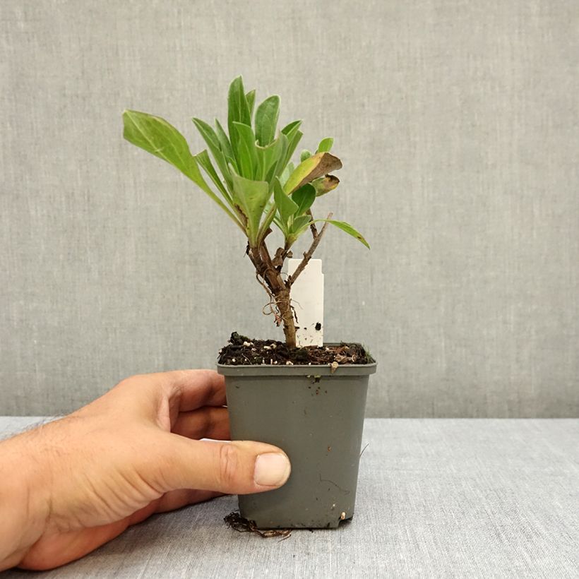 Example of Oeil de Christ Grunder - Aster amellus Grunder Godet de 8/9 cm as you get in ete