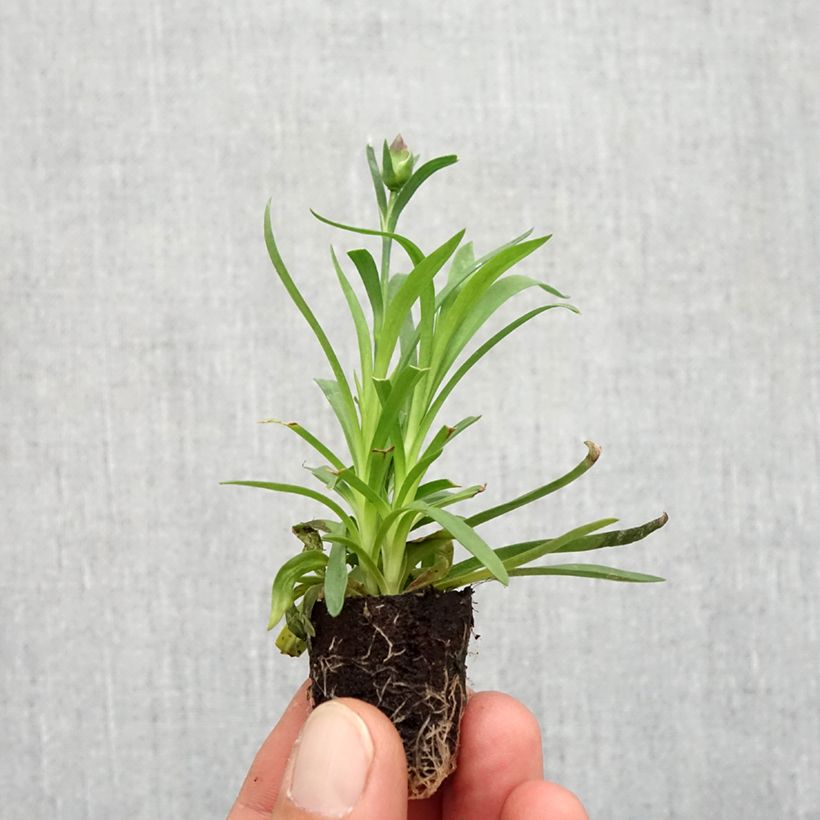 Example of Oeillet double vivace Sunflor Evert - Dianthus hybride Mini-motte Ø 1,5/2,5 cm as you get in automne
