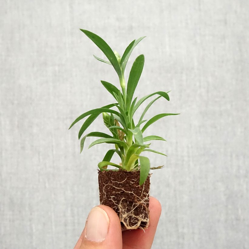 Example of Oeillet double vivace Sunflor Megan - Dianthus hybride Mini-motte Ø 1,5/2,5 cm as you get in automne