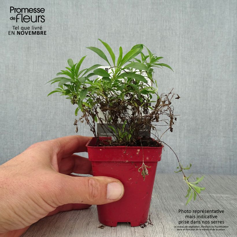 Example of Oenothera African Sun - Onagre hybride  Godet de 8/9 cm as you get in automne