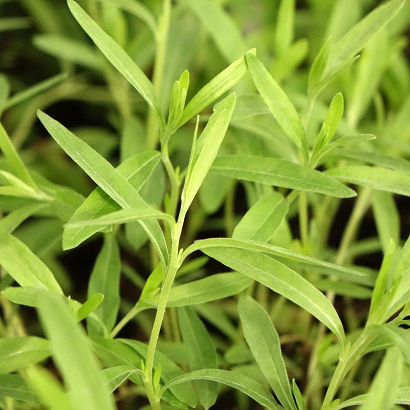 Oenothera African Sun - Onagre hybride  (Foliage)