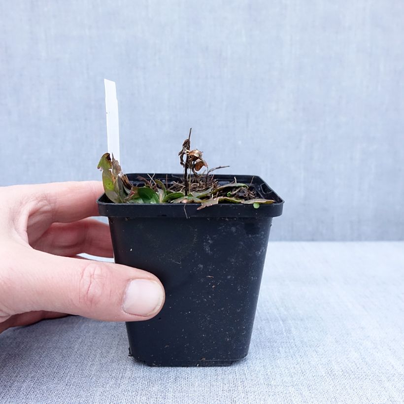 Example of Oenothera fruticosa Hohes Licht - Onagre  Godet de 8/9 cm as you get in hiver