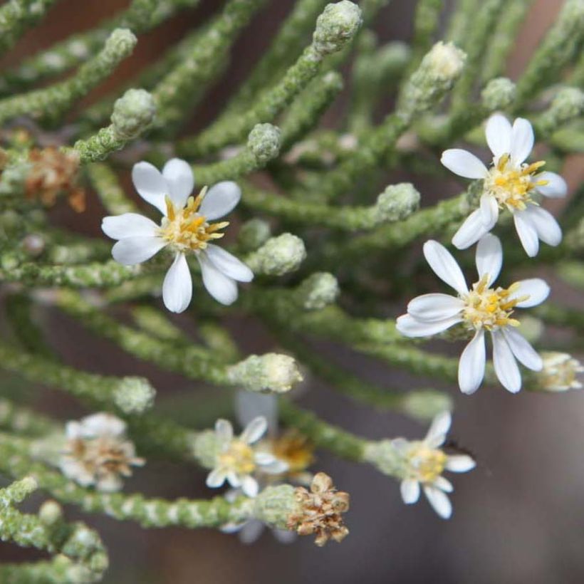 Olearia lepidophylla (Flowering)