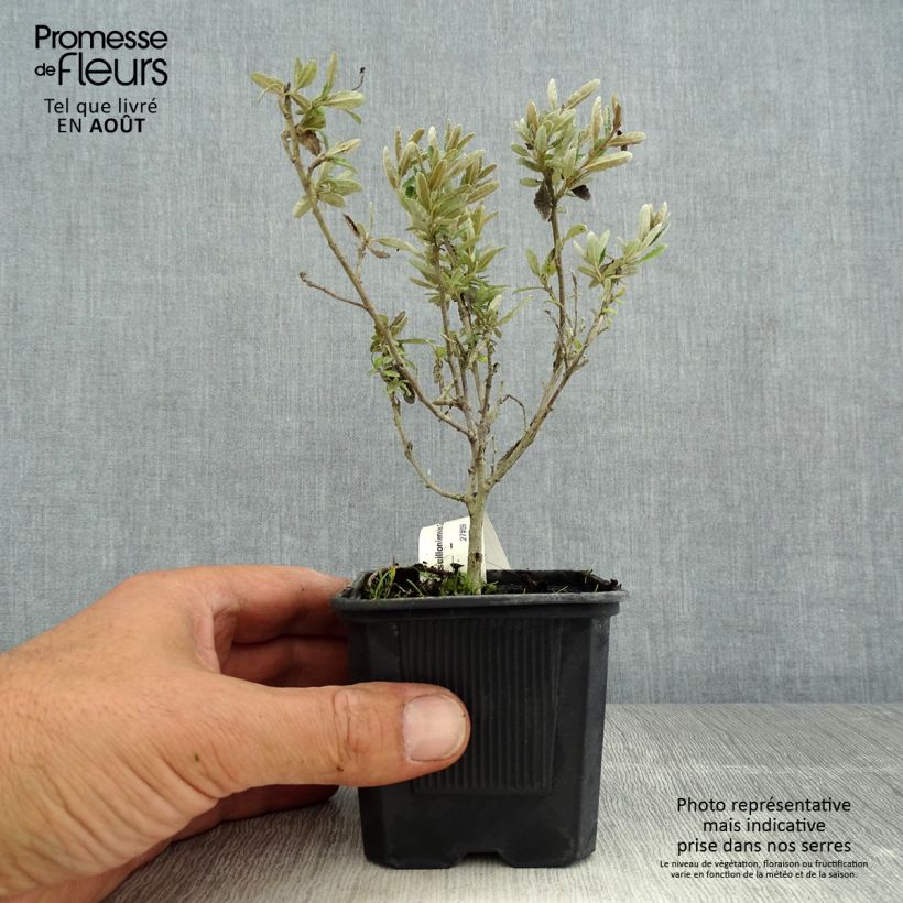 Example of Olearia x scilloniensis Compacta - Aster en arbre Godet de 8/9 cm as you get in ete