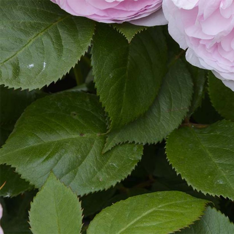 Rosier Tige David Austin Olivia Rose Austin (Foliage)