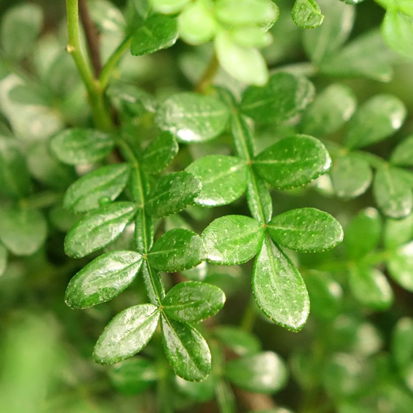 Operculicarya decaryi - Faux-poivrier du Japon (Foliage)