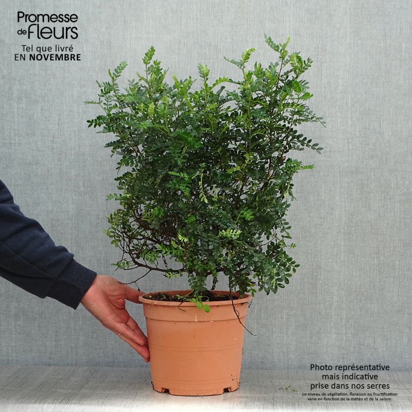 Example of Operculicarya decaryi - Faux-poivrier du Japon Pot de 7,5L/10L as you get in automne