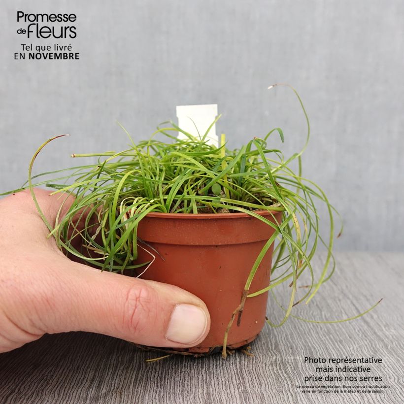Example of Ophiopogon chingii - Herbe aux turquoises Godet de 8/9 cm as you get in automne