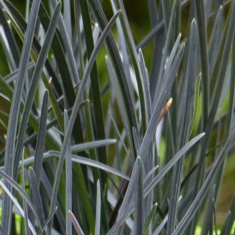 Ophiopogon Hosoba Kokuryu (Foliage)