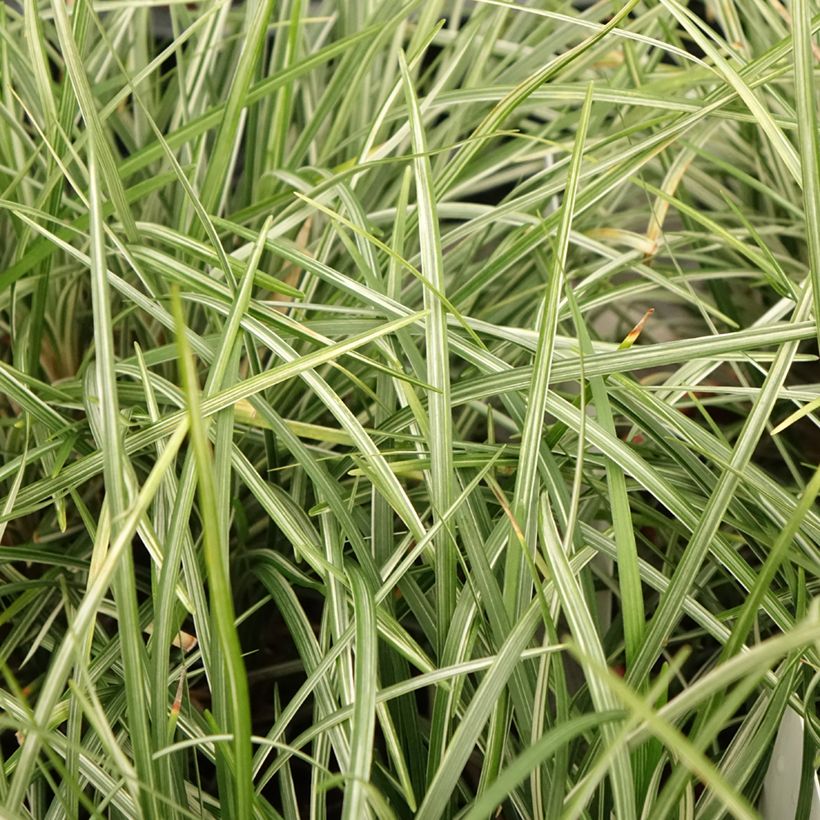 Ophiopogon japonicus Silver Mist - Herbe aux turquoises panachée (Foliage)