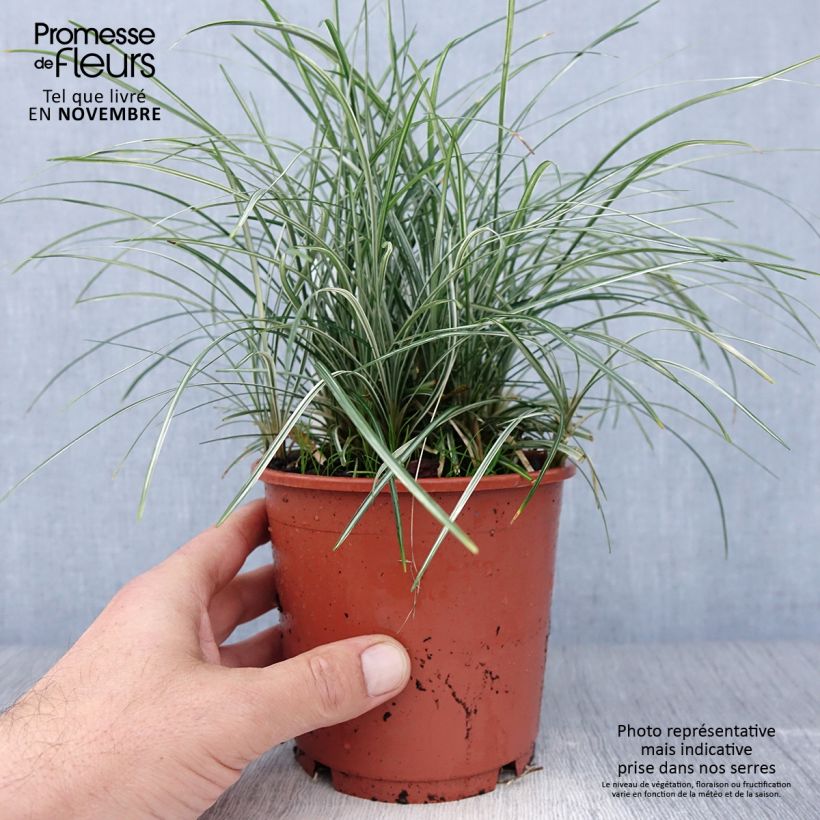 Example of Ophiopogon japonicus Silver Mist - Herbe aux turquoises panachée Pot de 1L/1,5L as you get in automne