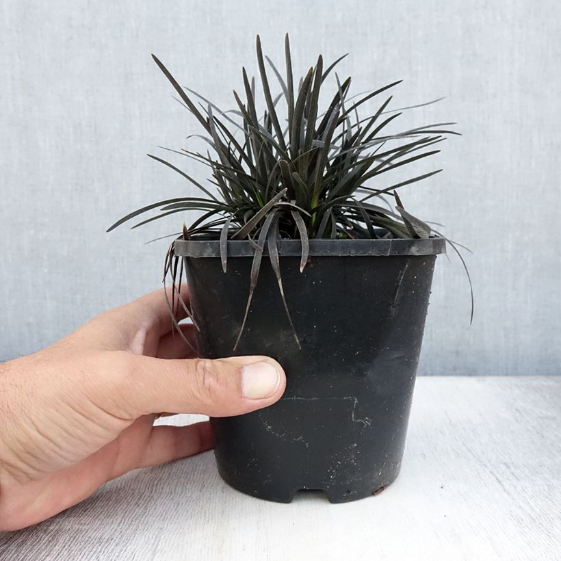 Example of Ophiopogon planiscapus Black Dragon Pot de 1L/1,5L as you get in ete