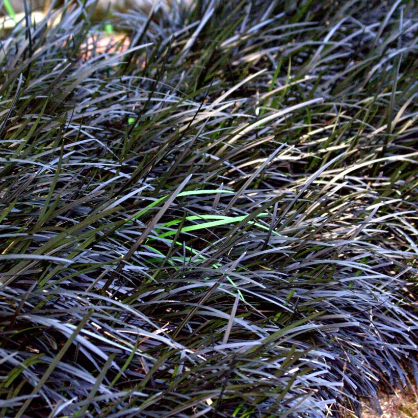 Ophiopogon noir - Ophiopogon planiscapus Nigrescens (Plant habit)