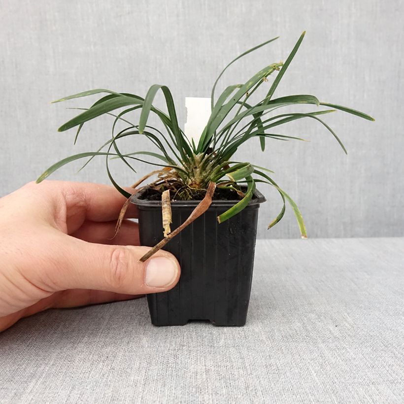 Example of Ophiopogon planiscapus Olivaceus Godet de 8/9 cm as you get in hiver