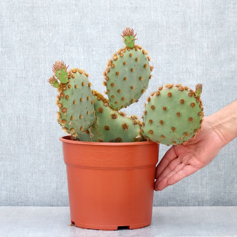 Example of Opuntia aciculata - Cactus raquette Pot de 4L/5L as you get in automne