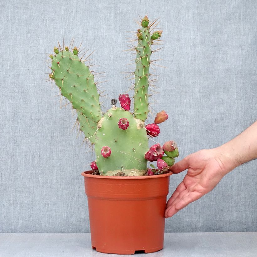 Example of Opuntia bergeriana - Cactus raquette Pot de 4L/5L as you get in automne