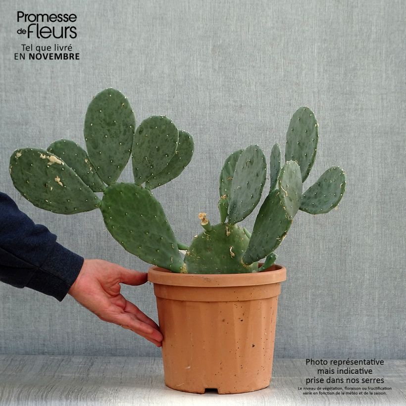 Example of Opuntia cacanapa Ellisiana - Cactus raquette Pot de 4L/5L as you get in automne