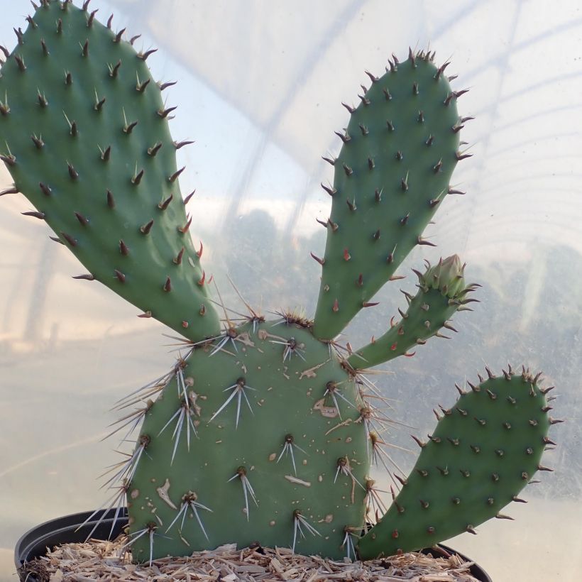 Opuntia dulcis - Cactus raquette (Plant habit)