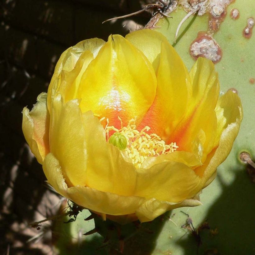 Opuntia engelmannii - Cactus raquette (Flowering)
