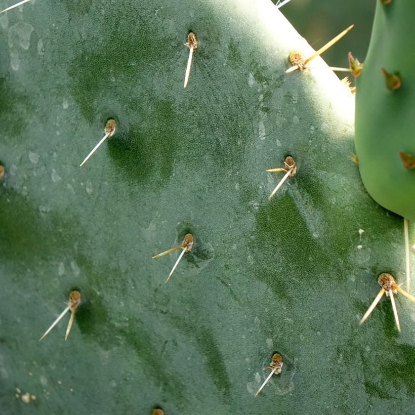 Opuntia engelmannii - Cactus raquette (Foliage)