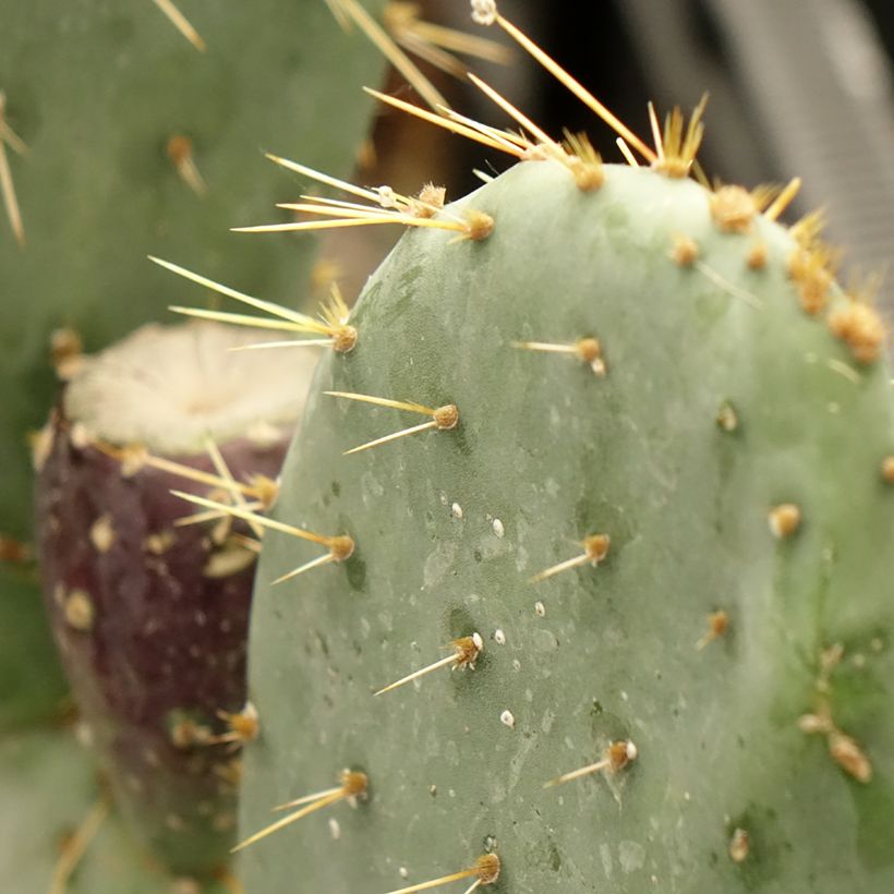 Opuntia engelmannii var. rastrera - Oponce (Foliage)