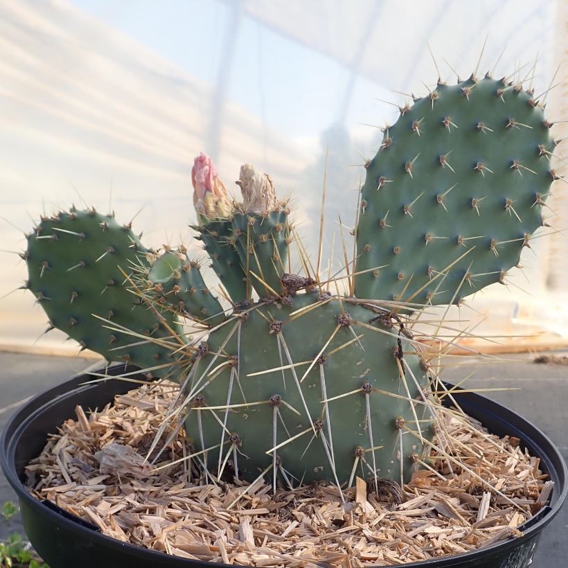 Opuntia howeyi - Cactus raquette (Plant habit)